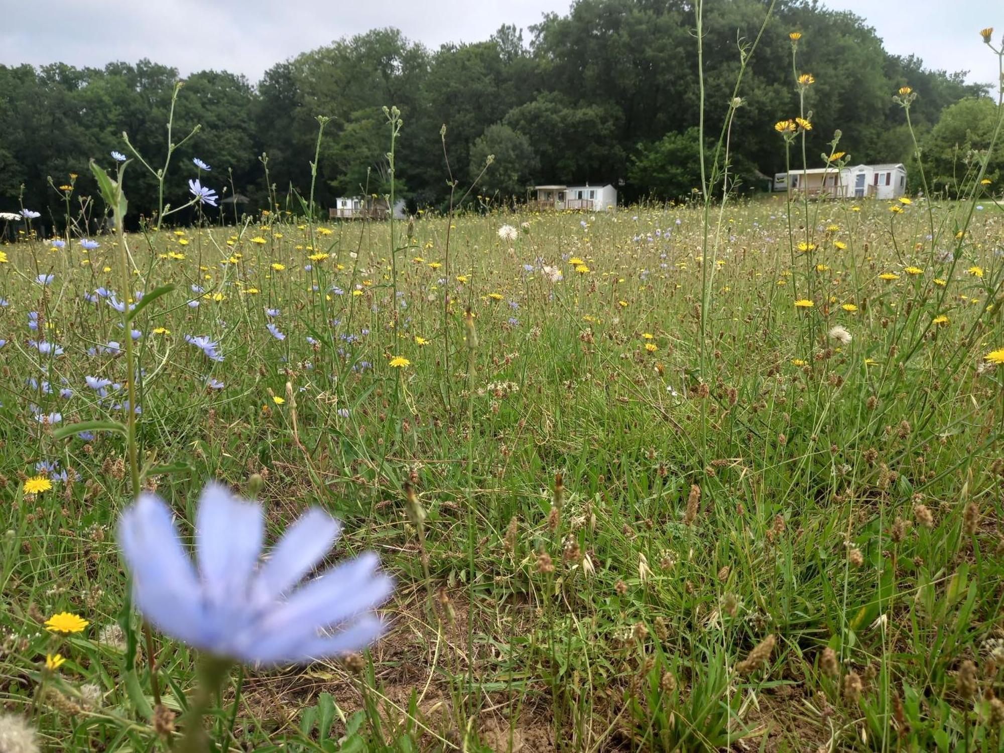 Camping Nature Le Valenty Mobil-Home-Dordogne Panoramique Clim Piscine Soturac Zewnętrze zdjęcie